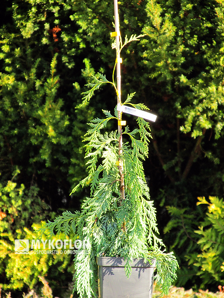 Cyprysik nutkajski Pendula – przykładowy materiał oferowany do sprzedaży