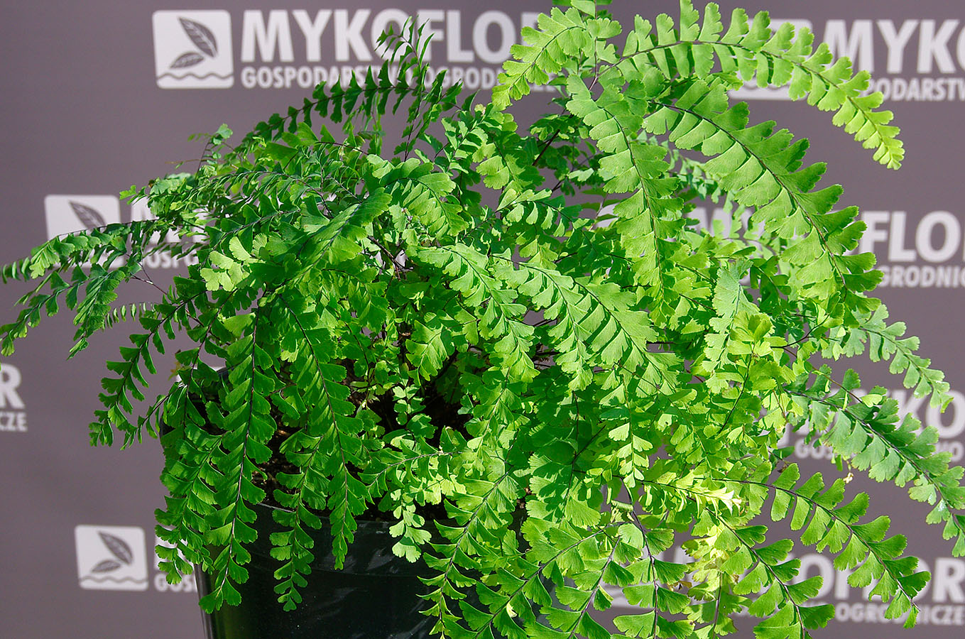 Adiantum stopowate Imbricatum – przykładowa roślina oferowana do sprzedaży