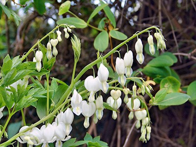 Dicentra spectabilis Alba