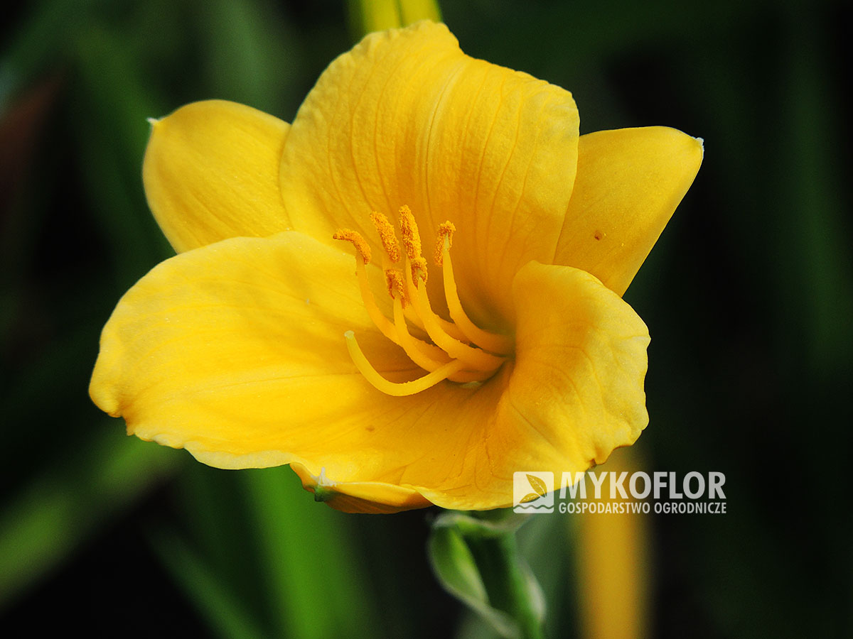 Liliowiec Stella de Oro