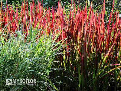 Imperata cylindrica Red Baron