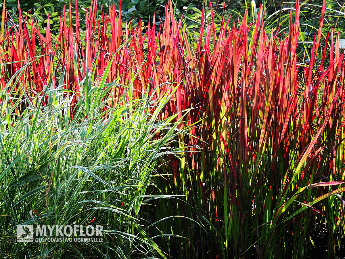 Imperata cylindrica Red Baron