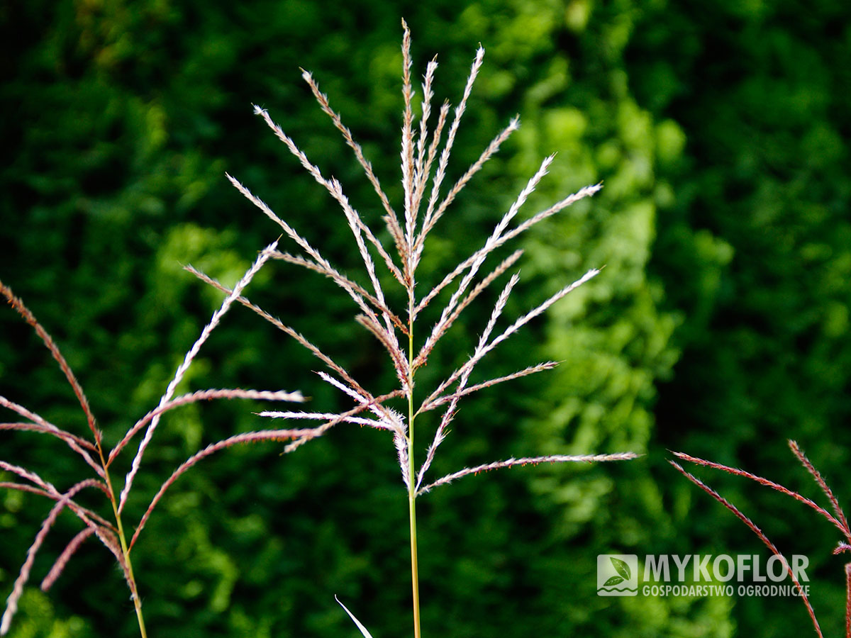 Miscanthus sinensis Sirene – zbliżenie rozwijających się kwiatostanów