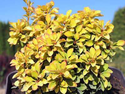 Berberys thunbergii Goldalita