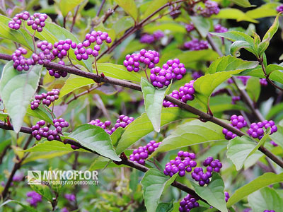 Callicarpa dichotoma Issai – pędy z owocami