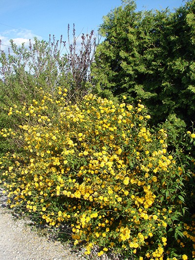 Kerria japonica Pleniflora